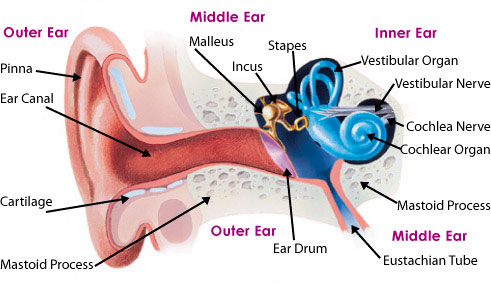 Diagram of the ear